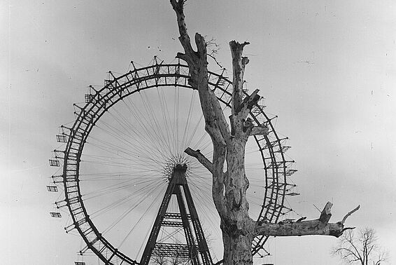 Ein kahler Baum mit dem Wiener Riesenrad im Hintergrund. Schwarzweiß-Fotografie